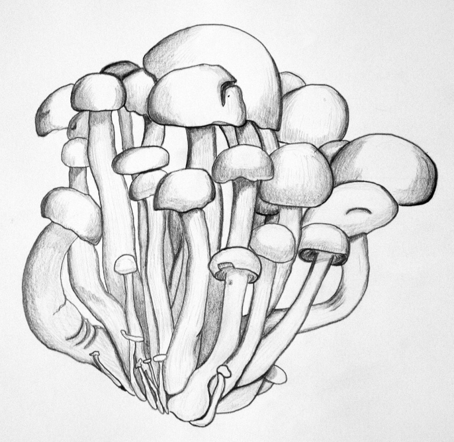 mushroom